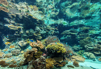 冲绳美丽海水族馆第 60 张图片