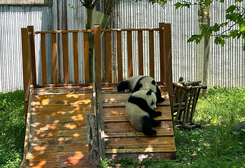 卧龙中华大熊猫苑神树坪基地第 41 张图片