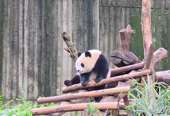 成都大熊猫繁育研究基地第 319 张图片
