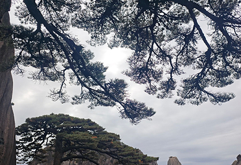 黄山风景区第 309 张图片