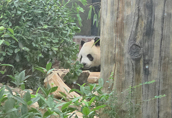 成都大熊猫繁育研究基地第 686 张图片