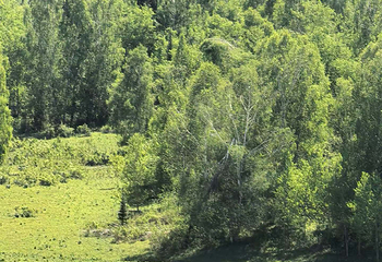 禾木风景区第 222 张图片