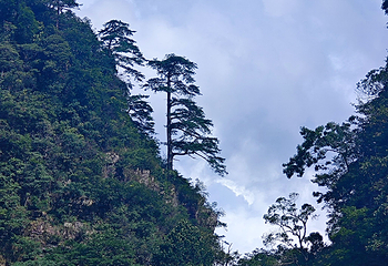 大瑶山盘王界景区第 102 张图片