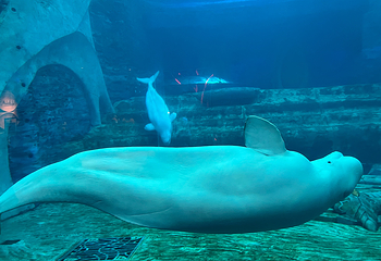 三亚亚特兰蒂斯失落的空间水族馆第 151 张图片