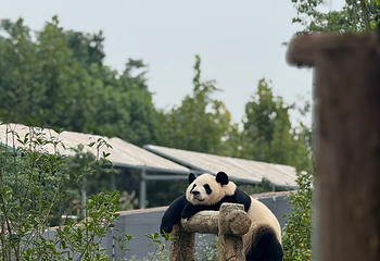 成都大熊猫繁育研究基地第 132 张图片