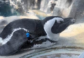 济州岛Aqua Planet水族馆第 82 张图片