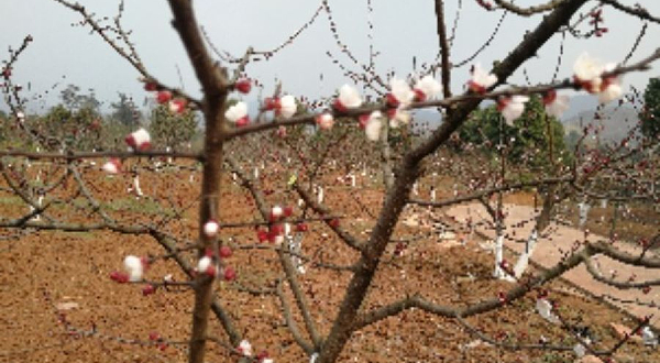 李子园开心农场