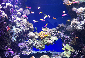 丹麦国立水族馆第 11 张图片