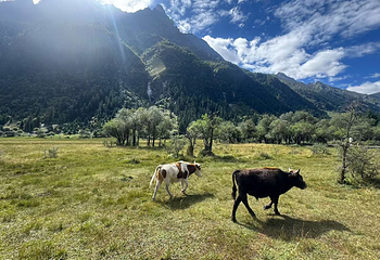 四姑娘山双桥沟景区第 83 张图片