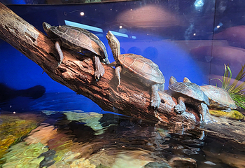 上海海洋水族馆第 84 张图片