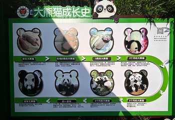 熊猫谷第 59 张图片
