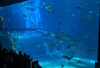 冲绳美丽海水族馆第 175 张图片