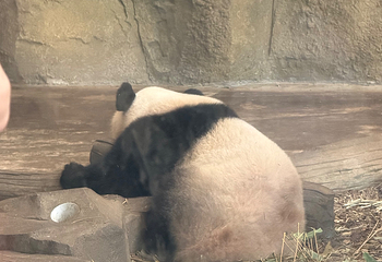 成都大熊猫繁育研究基地第 749 张图片