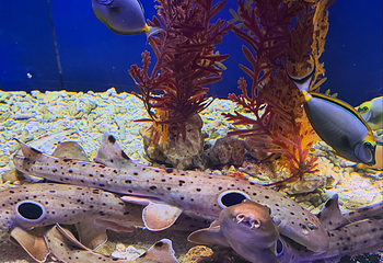 吉隆坡城中城水族馆第 65 张图片