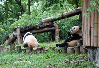 成都大熊猫繁育研究基地第 62 张图片
