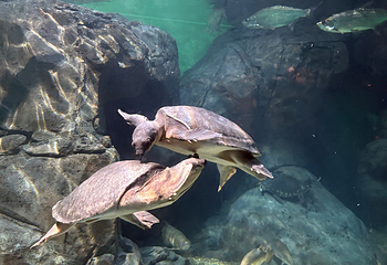 上海海洋水族馆第 165 张图片