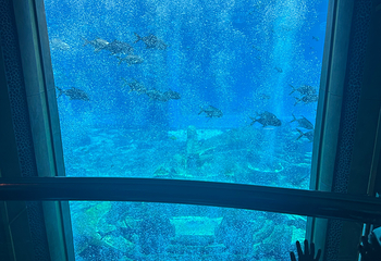 三亚亚特兰蒂斯失落的空间水族馆第 242 张图片