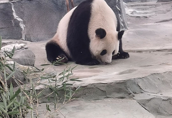 绵阳中华大熊猫苑第 16 张图片