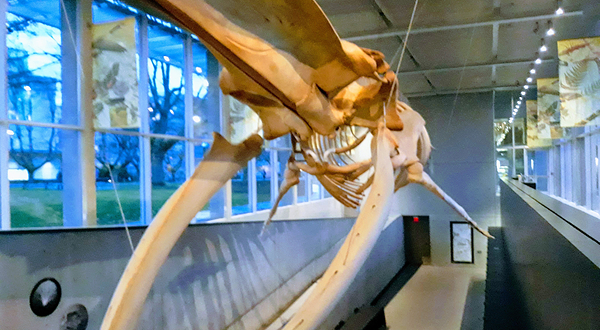 贝蒂生物多样性博物馆