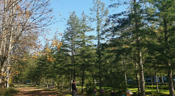 Weaver Creek Spawning Channel