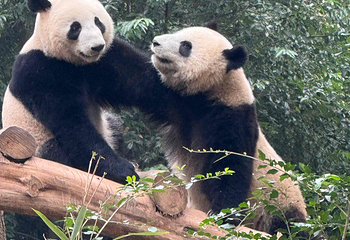 成都大熊猫繁育研究基地第 186 张图片