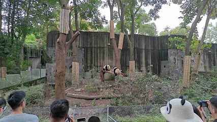 成都大熊猫繁育研究基地第 605 张图片