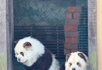 云上草原·熊猫部落探险乐园第 92 张图片