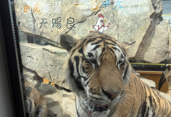 东北虎林园第 238 张图片