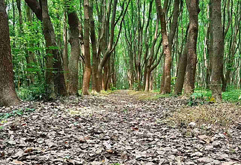 同里国家湿地公园第 108 张图片