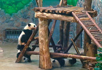 成都大熊猫繁育研究基地第 224 张图片