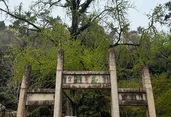 亭林园第 79 张图片