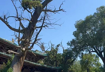 晋祠博物馆第 336 张图片