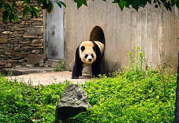 卧龙中华大熊猫苑神树坪基地第 14 张图片