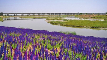 银川黄河湿地公园
