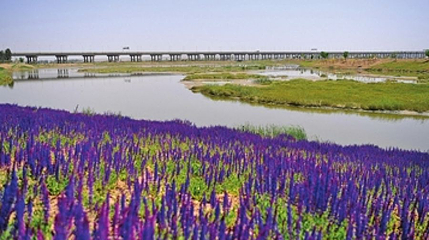银川黄河湿地公园第 1 张图片