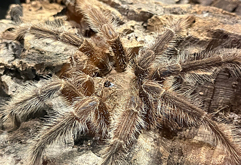 加拿大自然博物馆第 26 张图片