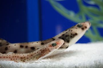 塞维利亚水族馆第 6 张图片