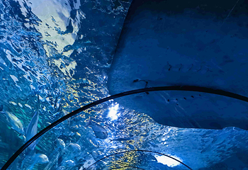 悉尼水族馆第 27 张图片