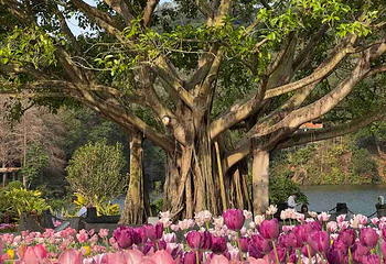 仙湖植物园第 8 张图片