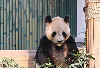 济南动物园第 37 张图片