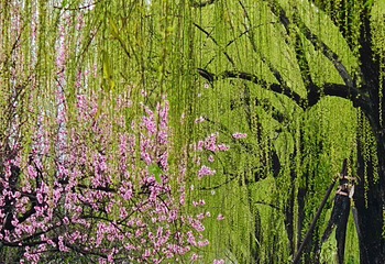 西湖风景名胜区第 326 张图片