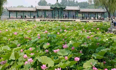 龙潭公园第 36 张图片