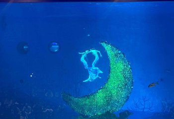 上海海昌海洋公园第 417 张图片