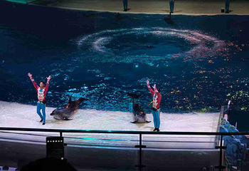 上海海昌海洋公园第 239 张图片