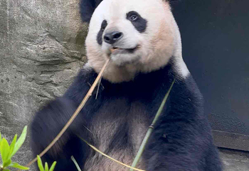 熊猫谷第 110 张图片