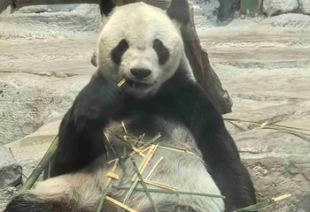 岳阳中华大熊猫苑第 34 张图片