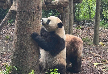 熊猫谷第 120 张图片
