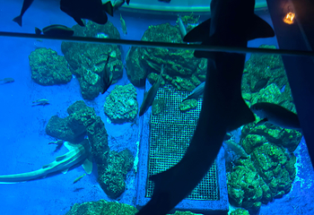 DMM Kariyushi水族馆第 12 张图片