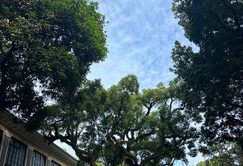 沙面第 45 张图片