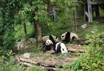 成都大熊猫繁育研究基地第 109 张图片